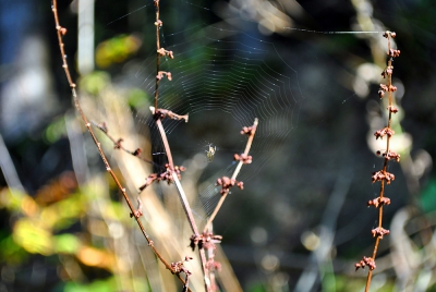 Glitzernde Spinnweben